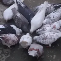 کبوتر پرشی واصیل گرویی