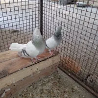 دم سفید|پرنده|جره و بالاده, |دیوار