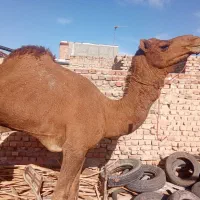 شتر نر برای قربانی