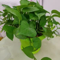 گل زیبای پتوس