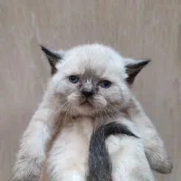 گربه اسکاتیش و بریتیش|گربه|تهران, سبلان (لشگر)|دیوار