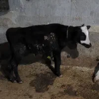 شش تا گوساله نر سیمتال|حیوانات مزرعه|لاجان, |دیوار
