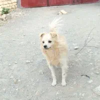 سگ نژاد شیتزو