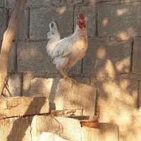 خروس محلی چهل تاج|حیوانات مزرعه|آبپخش, |دیوار