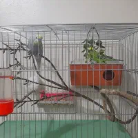 مرغ عشق رنگین کمانی و هلندی مولد تضمینی|پرنده|ارومیه, |دیوار