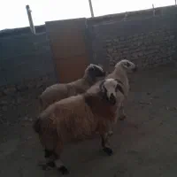 فروش شیشک داشت