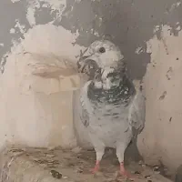 دوعددکبوتر جوقی وابلغ