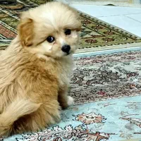 توله شیتزو پامر|سگ|فشاپویه, |دیوار