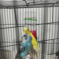 مرغ عشق|پرنده|ایذه, |دیوار