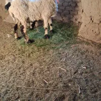 میش جری همراه بره ماده|حیوانات مزرعه|میرجاوه, |دیوار