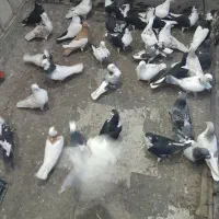 سلام تعدادی کبوترتهرانی پلاکی رنگی فروشی