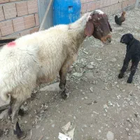 میش به همراه بره ماده|حیوانات مزرعه|علی‌آباد کتول, |دیوار