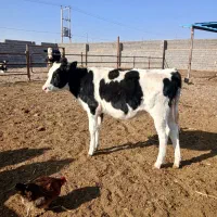 گوساله|حیوانات مزرعه|تربت جام, میان جام|دیوار