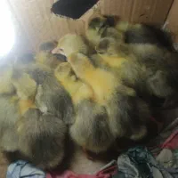 جوجه غاز 5روزه 7 تا