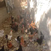 ۱۱۵ عدد مرغ و خروس رسمی درجه ۱|حیوانات مزرعه|فشم, |دیوار