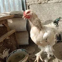 مرغ خروس جوان تازه به تخم اومدن