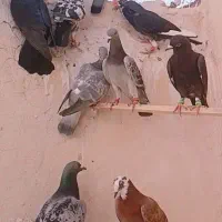 پرنده بمب|پرنده|تربت‌حیدریه, باغ ملی|دیوار