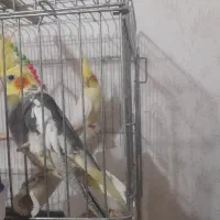 عروس هلندی دستی