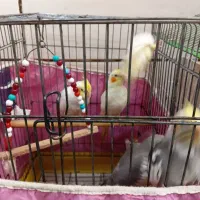 ۴عددعروس هلندی|پرنده|بندر امام خمینی, |دیوار