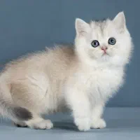 دهکده گربه‌های بی‌نظیر (مجموعه میوهاپ)|گربه|اصفهان, جلفا|دیوار