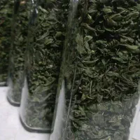 نعناع فلفلی خونگی با کیفیت خوب