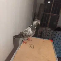 کبوتر نر‌تهرانی