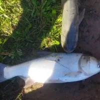 ماهی زنده بودن تیغ ریز