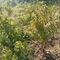 باغ نجوبران|فروش دفتر صنعتی، کشاورزی، تجاری|بیستون, |دیوار