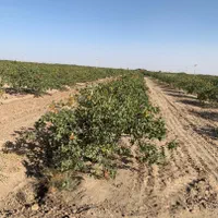 فروش باغ پسته با موقعیت ویژه در مه ولات
