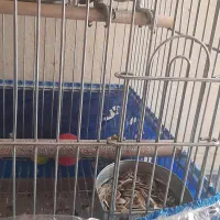 کاسکو خوشکل