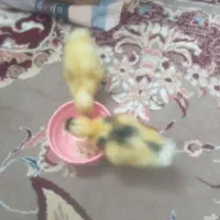 جوجه اردک سالم