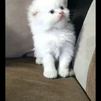 گربه اسکاتیش بریتیش