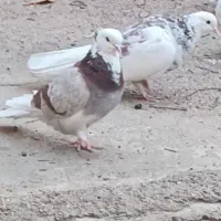 کبوتر پرشی اس|پرنده|مهدی شهر, |دیوار