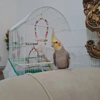 عروس هلندی نر|پرنده|رشت, تازه آباد|دیوار