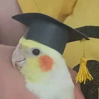 عروس هلندی نر و ماده|پرنده|گرمسار, |دیوار