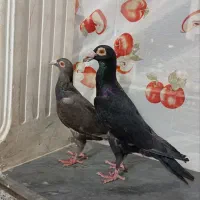 کفتر بغدادی نهبندان