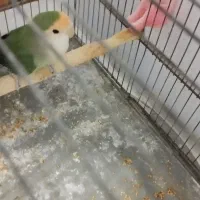 طوطی برزیلی