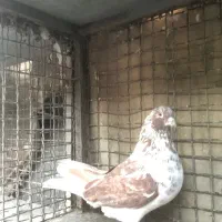 کبوتر قریب|پرنده|تهران, پاسداران|دیوار