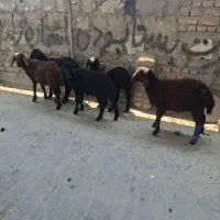 ۵راس بره نر افشاری خوراک‌خور  برای پرواری کردن