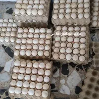 تخم نطفه دار بوقلمون به ضمانت نامه کتبی ۸۰ درصد