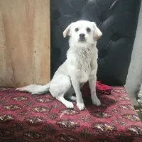سگ اشپیتز نر معاوضه سهره قناری