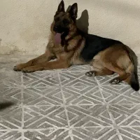 سگ ژرمن کلاسیک