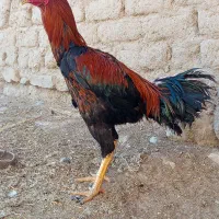 خروس لاری 9ماهه|حیوانات مزرعه|لاجان, |دیوار