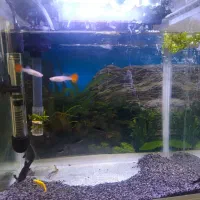 ماهی آکواریمی