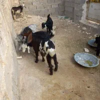 کهره نر وماده|حیوانات مزرعه|برازجان, |دیوار