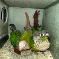 گرینچیک مولد با ۲ جوجه