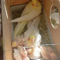 عروس هلندی مولد سخنگو