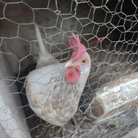مرغ سیفد