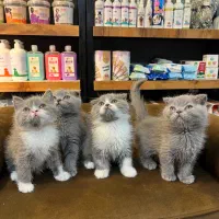 گربه اسکاتیش و بریتیش