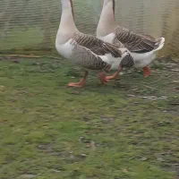 قو غاز آفریقایی